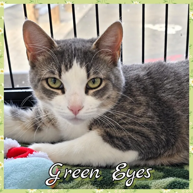 An adult medium-sized female Gray & White Domestic Short Hair cat named Green Eyes for adoption in Southbury, CT
