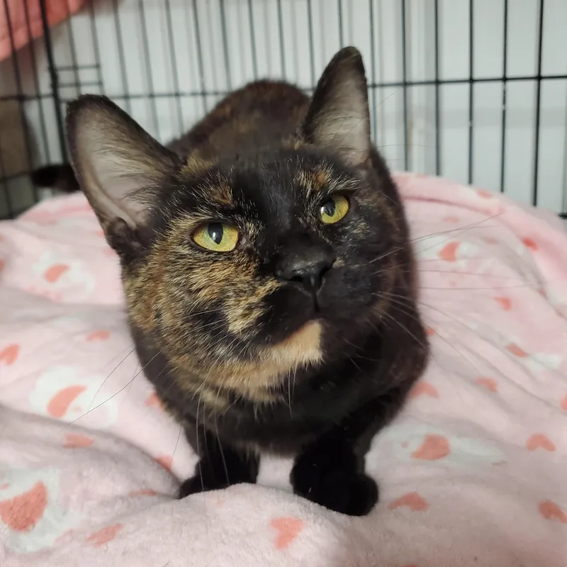 A young medium-sized female Tortoiseshell Domestic Short Hair cat named Toffee for adoption in Marseilles, IL