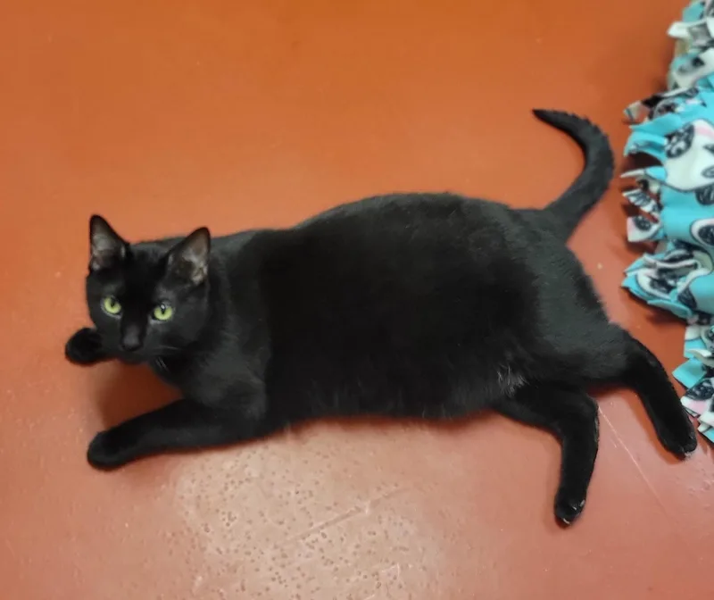 An adult extra large-sized male Black Domestic Short Hair cat named Oliver for adoption in Mason City, IA