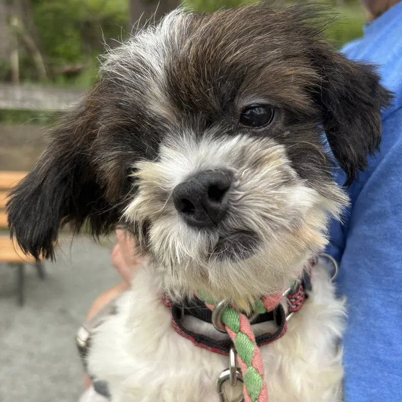 A baby small-sized male White / Cream Shih Tzu dog named Jon for adoption in Phoenixville, PA