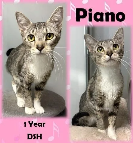 An adult medium-sized female Tabby (Brown / Chocolate) Domestic Short Hair cat named Piano for adoption in Franklin, IN