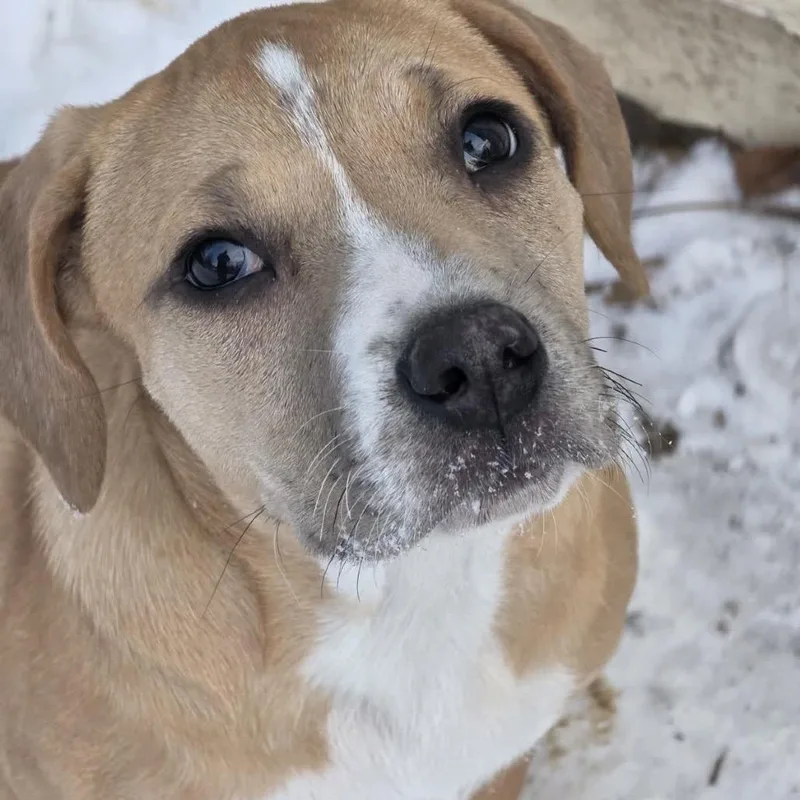 A young medium-sized female Yellow / Tan / Blond / Fawn Mixed Breed dog named Mariana for adoption in Kansas City, MO