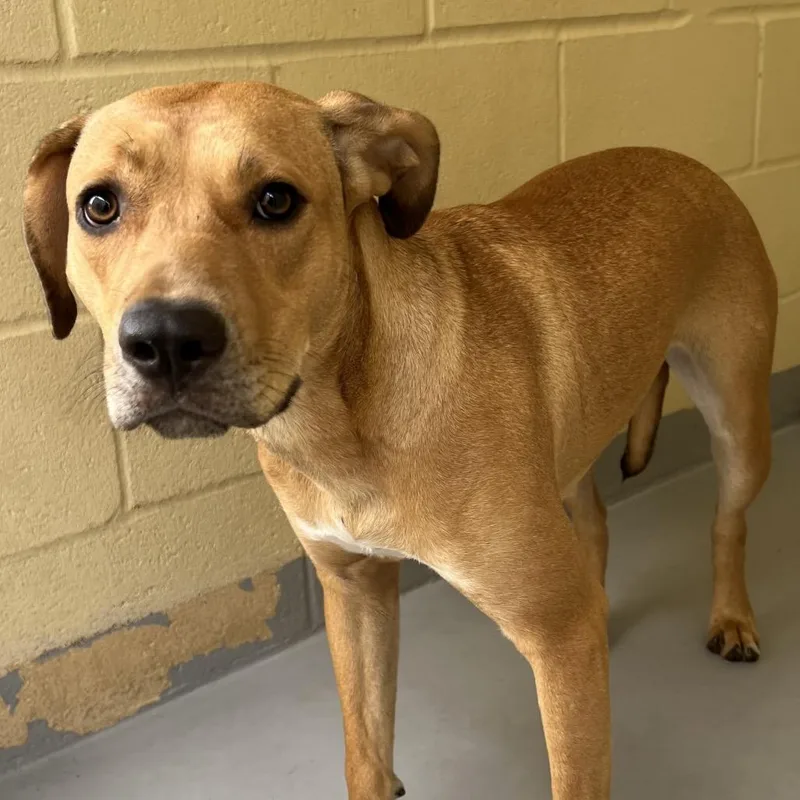 An adult medium-sized female Red / Chestnut / Orange Mountain Cur dog named Ray for adoption in Lufkin, TX