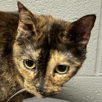 A baby medium-sized female Tortoiseshell Domestic Short Hair cat named Deborah for adoption in Galax, VA