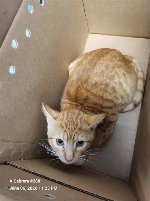 A young medium-sized male Domestic Short Hair cat named 1-4 for adoption in San Antonio, TX