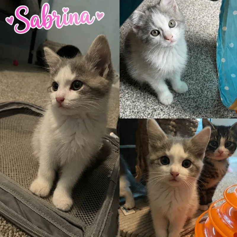 A baby small-sized female American Shorthair cat named Sabrina for adoption in Hagaman, NY