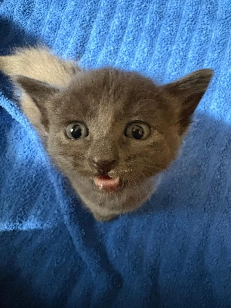 A baby small-sized male Domestic Short Hair cat named Kirk for adoption in Ballwin, MO