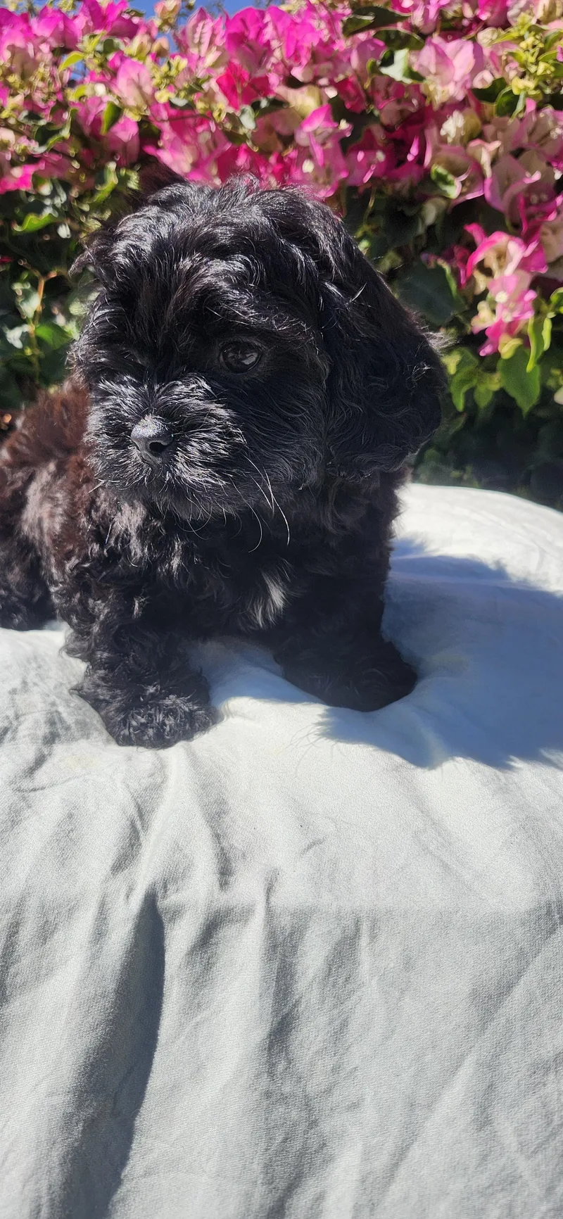 A baby small-sized male Black Shih poo dog named Dusty for adoption in Torrance, CA