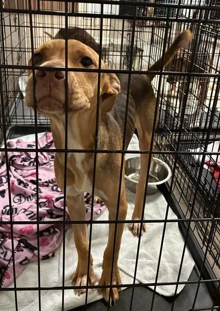 A young medium-sized male Terrier dog named Peter for adoption in Olivette, MO