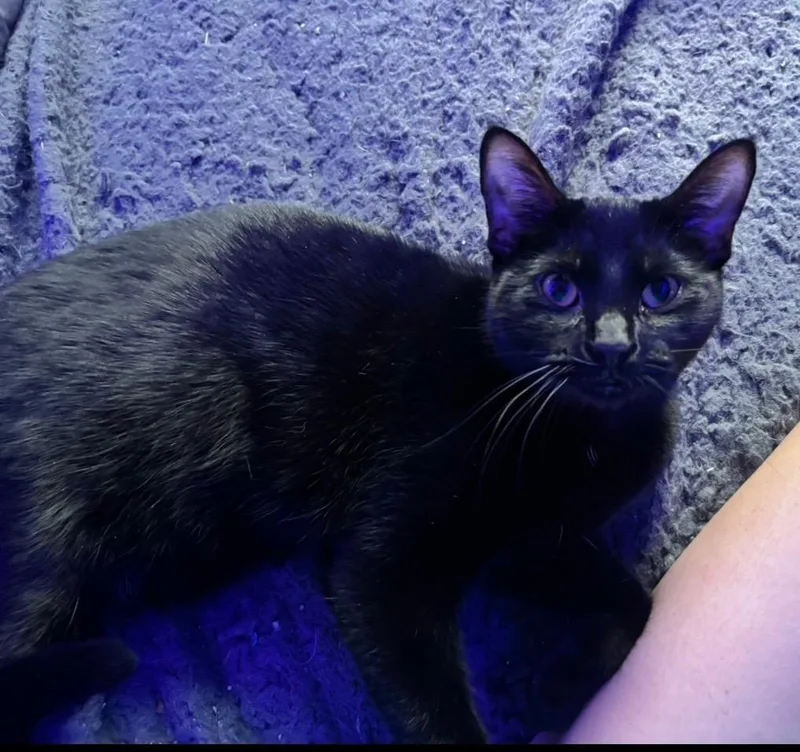 A young medium-sized female Black Domestic Short Hair cat named Clawdia for adoption in Mokena, IL