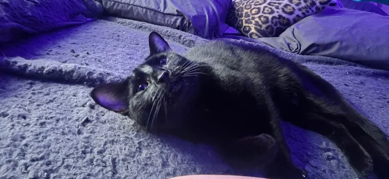 Clawdia thumbnail 3