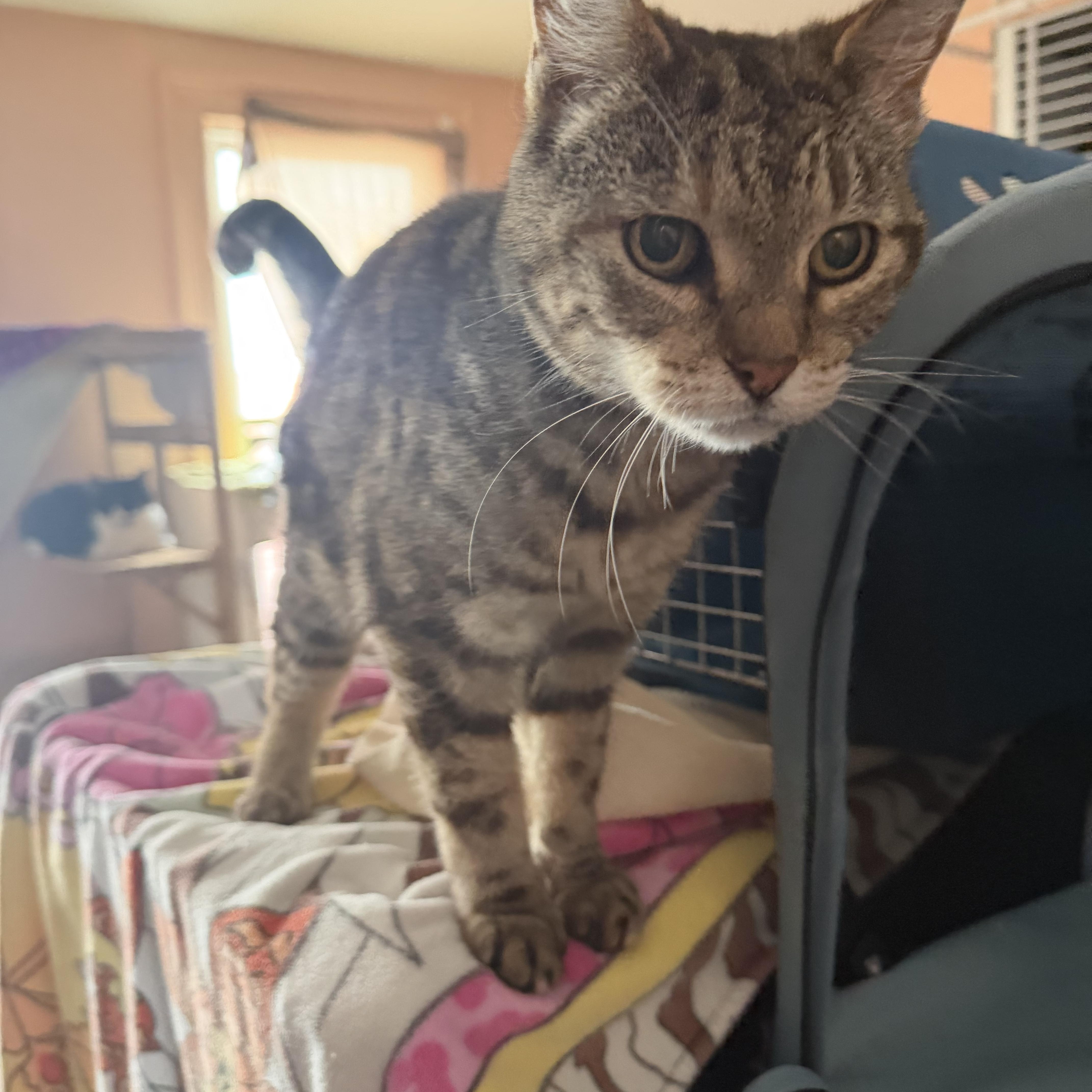 An adult medium-sized female Calico Domestic Short Hair cat named Marnie for adoption in Hudson, NY