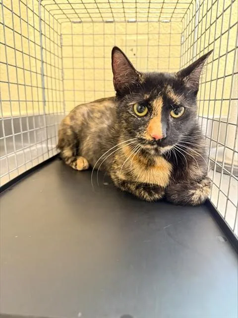 A young large-sized female Domestic Short Hair cat named Dandelion for adoption in Fort Myers, FL