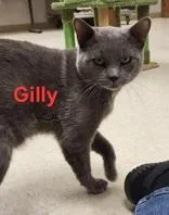 An adult large-sized male Domestic Short Hair cat named Gilly for adoption in Moline, IL