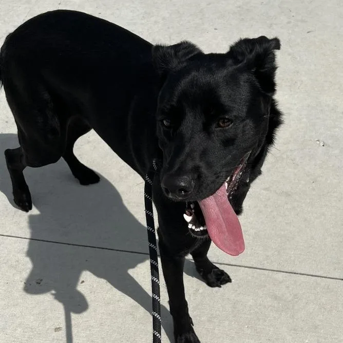 A young medium-sized male Black Mixed Breed dog named Sekani for adoption in Matteson, IL
