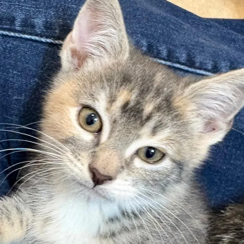 A baby small-sized female Buff / Tan / Fawn Domestic Short Hair cat named Sleepy for adoption in Hopkinton, MA