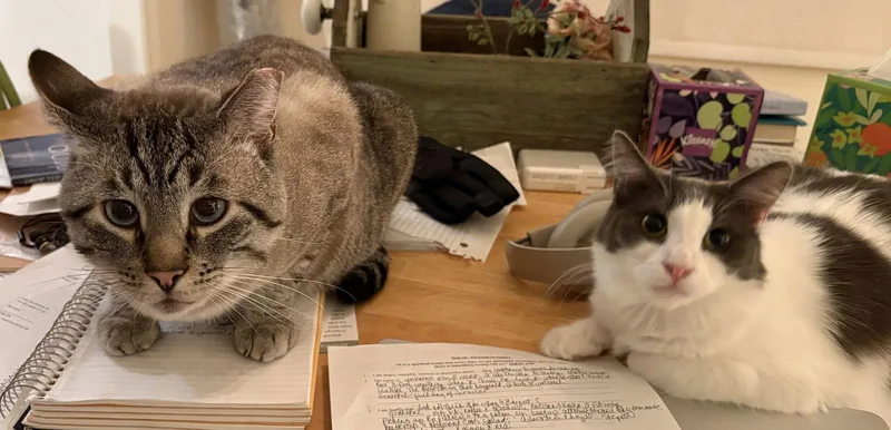 Sweetie And Milo thumbnail 3