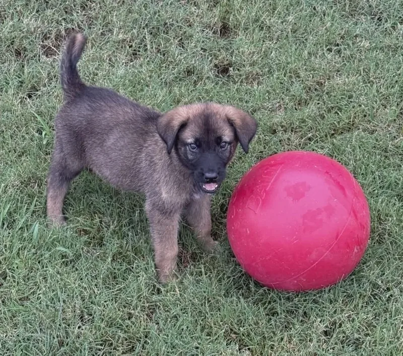 A baby large-sized female Tricolor (Brown, Black, & White) German Shepherd Dog dog named Kitana for adoption in Sedalia, CO