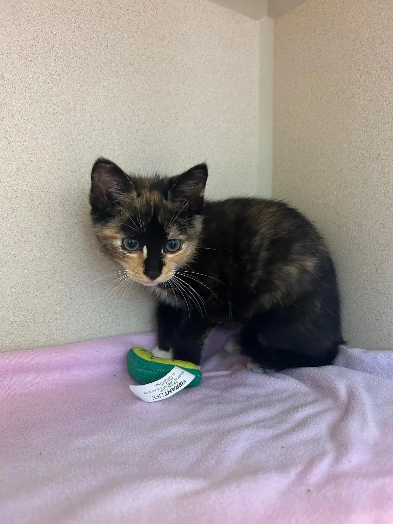 A baby medium-sized female Domestic Short Hair cat named Dionne for adoption in Morgantown, KY