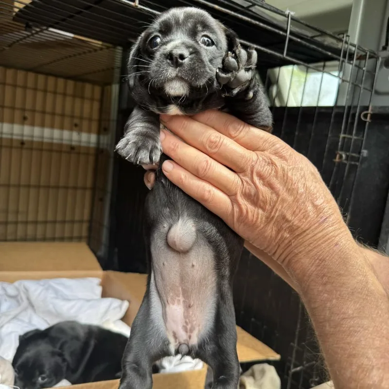 A baby small-sized female Black Mixed Breed dog named Ruth for adoption in Peachtree City, GA