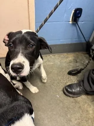 A young small-sized female Pit Bull Terrier dog named Dawn for adoption in Seneca, SC