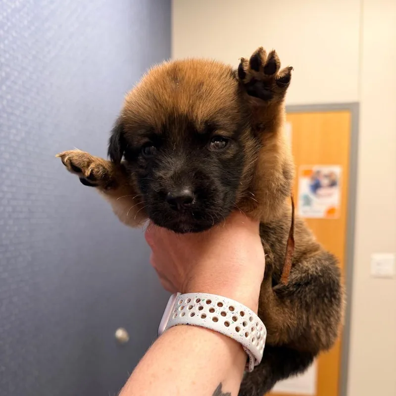 A baby small-sized male Brown / Chocolate Shepherd dog named Kylo for adoption in Saint John, IN