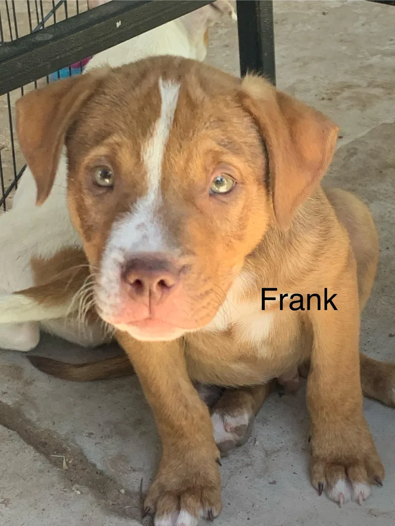 A baby medium-sized male Mixed Breed dog named Frank for adoption in Comanche, TX