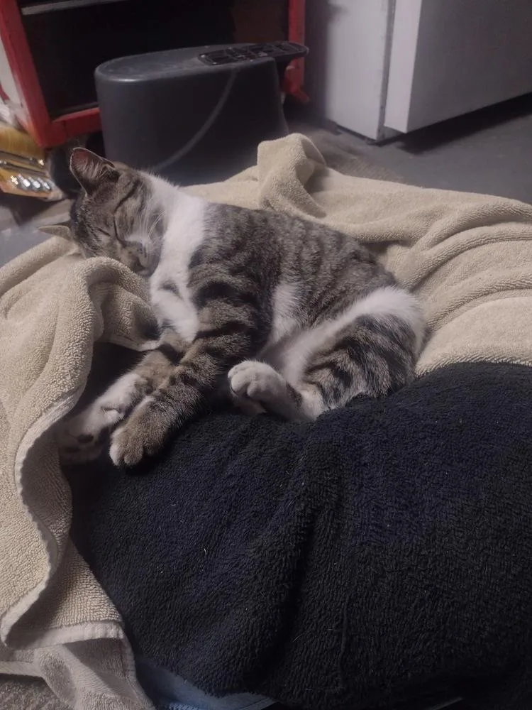 An adult small-sized female Gray & White Domestic Short Hair cat named Abigail for adoption in Orlando, FL