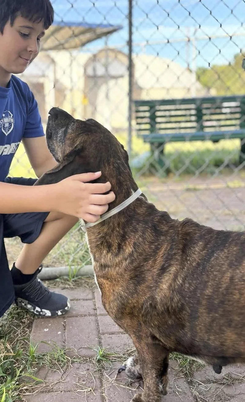 An adult medium-sized female Basset Hound dog named Dandy for adoption in Mays Landing, NJ