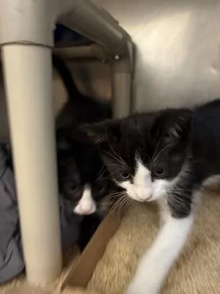 A baby small-sized male Domestic Short Hair cat named Alvin for adoption in Madison, NJ