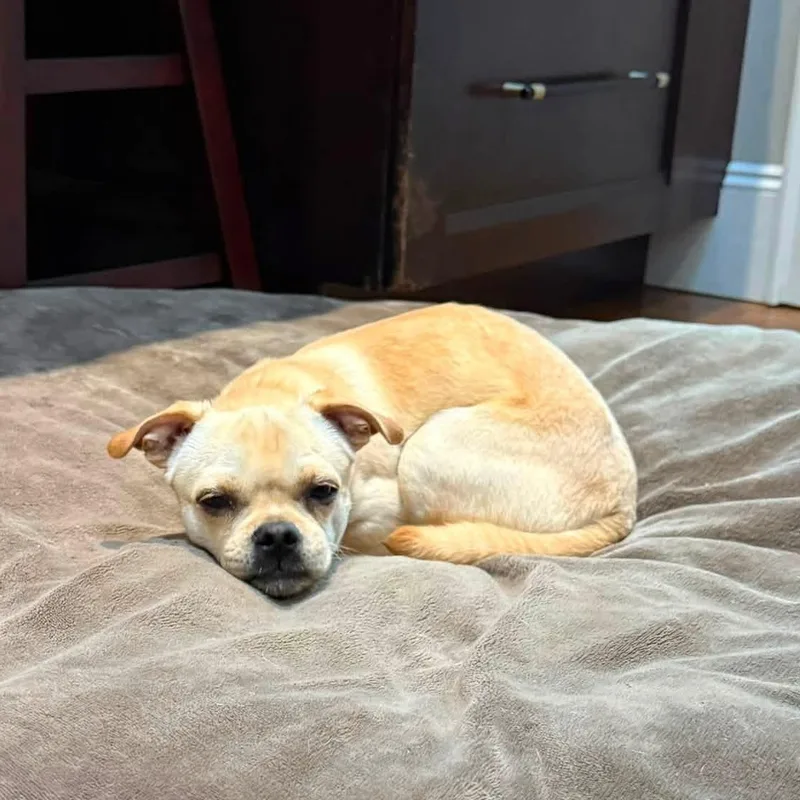 A baby small-sized male Yellow / Tan / Blond / Fawn Pug dog named Pickles for adoption in Yaphank, NY