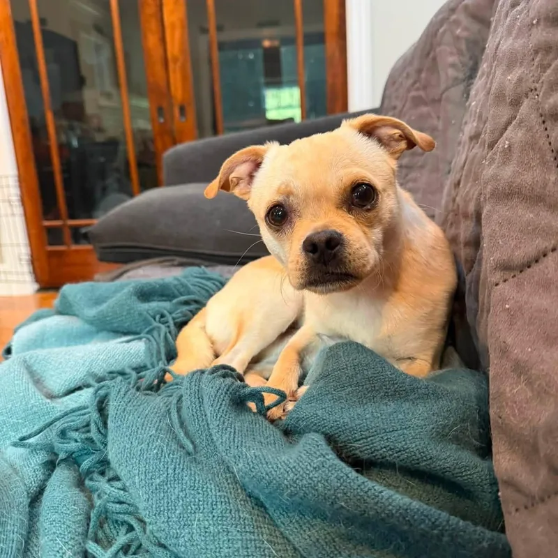 Pickles thumbnail 4