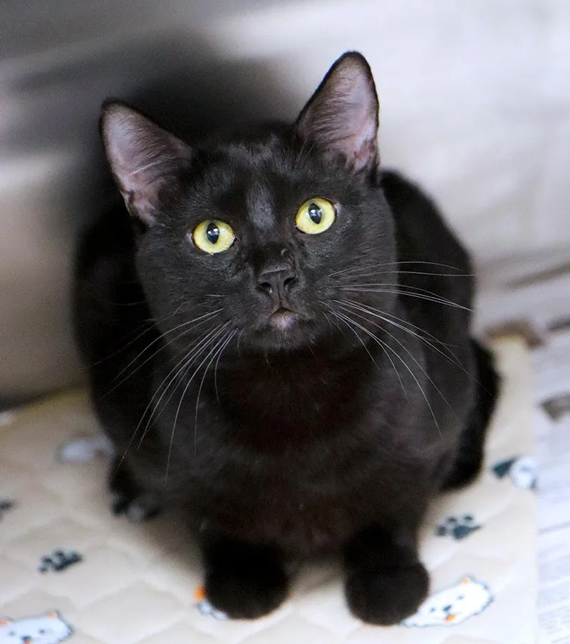 A young medium-sized male Domestic Short Hair cat named Otis for adoption in Kansas City, KS