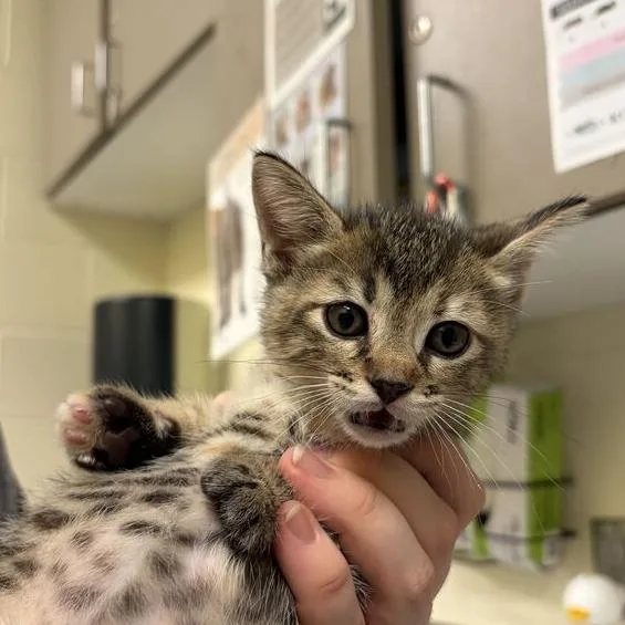 A baby small-sized female Domestic Short Hair cat named Great Smoky for adoption in Asheville, NC
