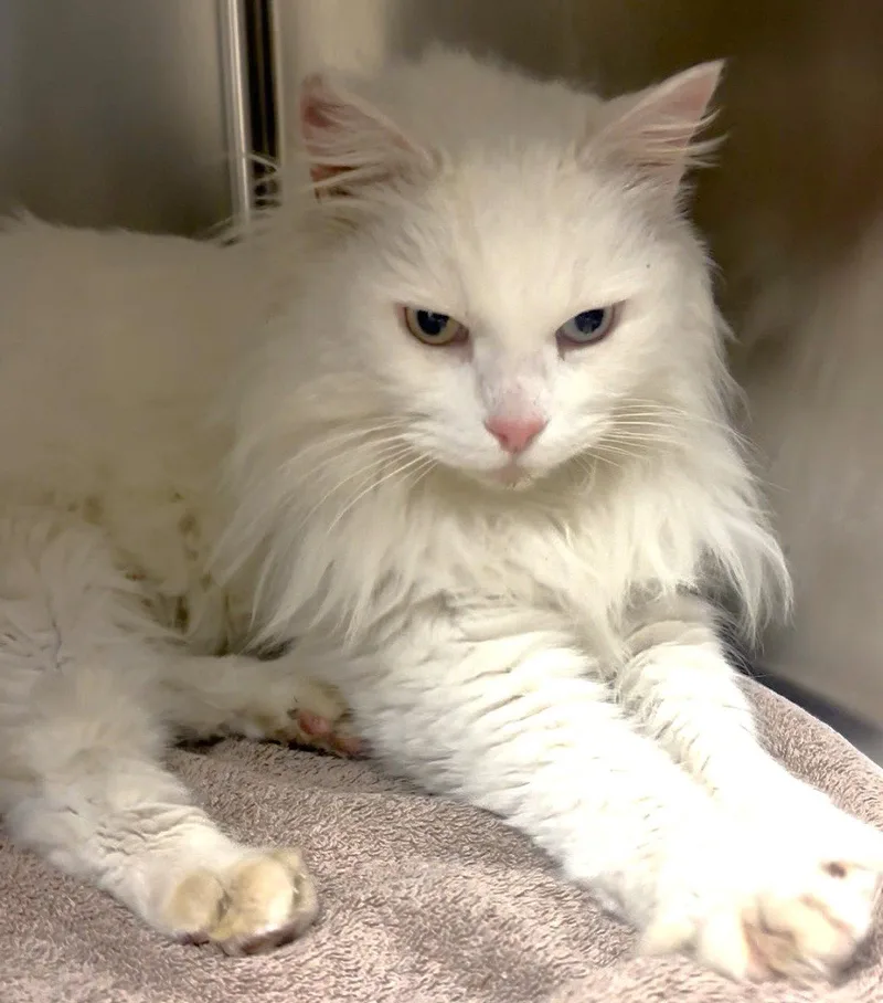 An adult medium-sized male White Domestic Long Hair cat named Bowie for adoption in Oakland, CA
