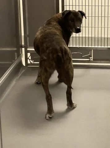 A senior large-sized female Pit Bull Terrier dog named Dottie for adoption in Ontario, CA