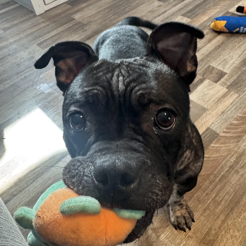 A young medium-sized female American Bully dog named Dumpling for adoption in Darien Center, NY
