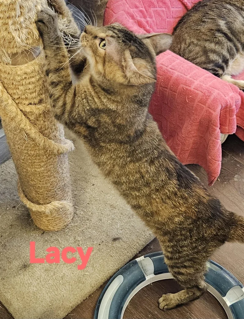 Lacy thumbnail 3