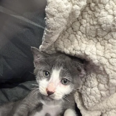 A baby medium-sized male Gray & White Domestic Short Hair cat named Pesto for adoption in Sedalia, CO