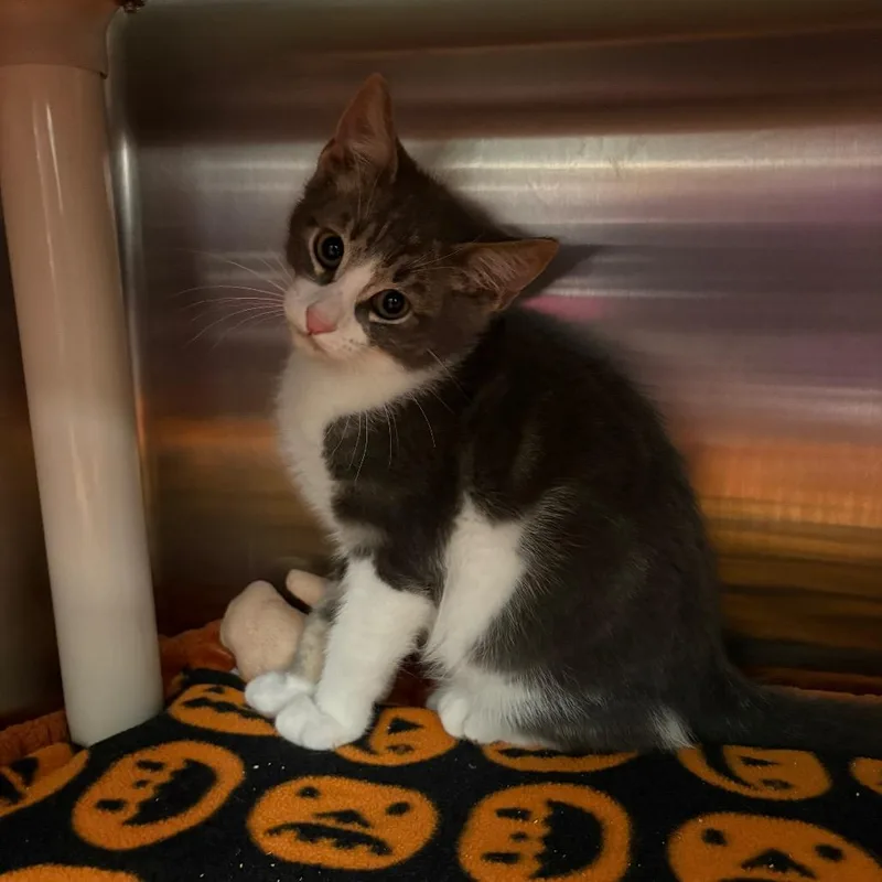 A baby small-sized male Domestic Short Hair cat named Clawd Wolf for adoption in Keizer, OR