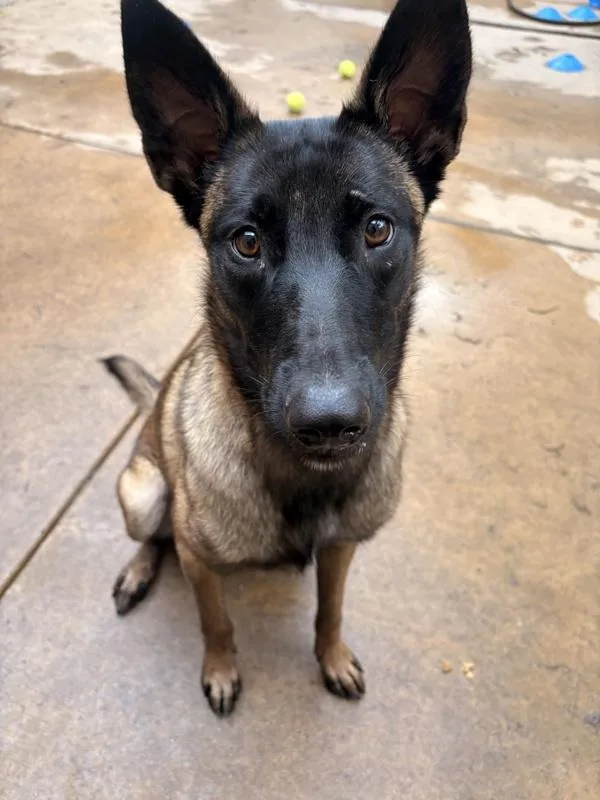 A young medium-sized female Belgian Shepherd / Sheepdog dog named Gretel for adoption in San Diego, CA