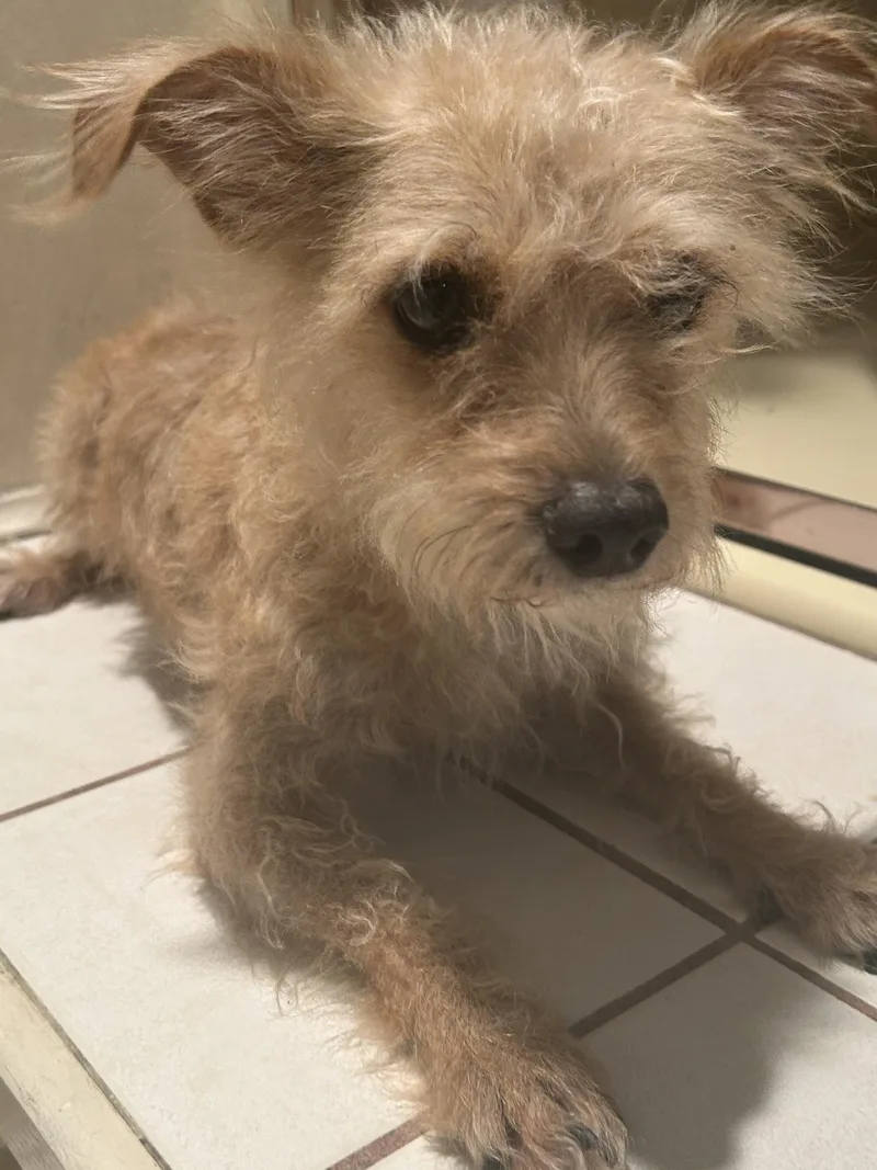 An adult small-sized female Terrier dog named Tori for adoption in El Cajon, CA