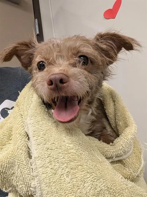 An adult small-sized male Terrier dog named Teddy for adoption in Ontario, CA