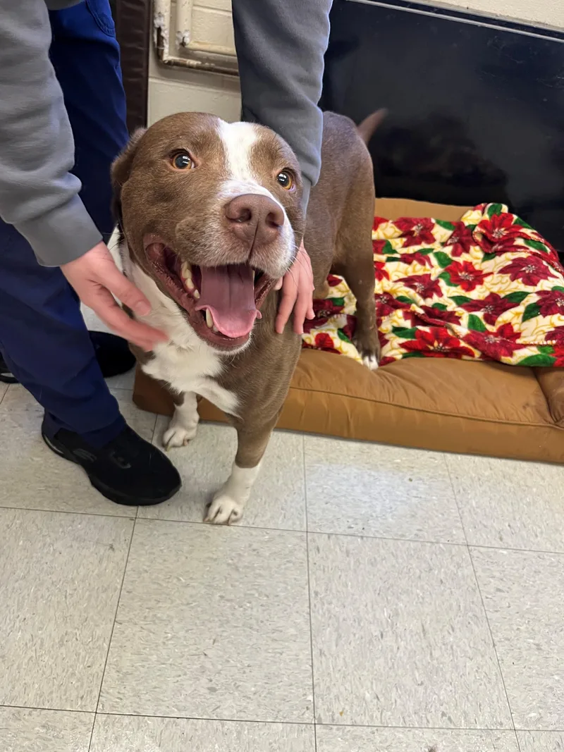 An adult large-sized male Australian Shepherd dog named Olin for adoption in Oakland, MD