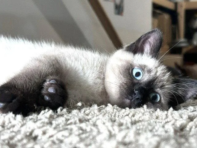 A baby medium-sized female Buff / Tan / Fawn Siamese cat named Mollie for adoption in Shawnee, KS