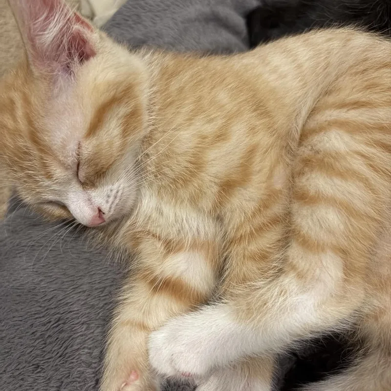 A baby small-sized male Orange / Red Domestic Short Hair cat named Topaz for adoption in Potomac, MD