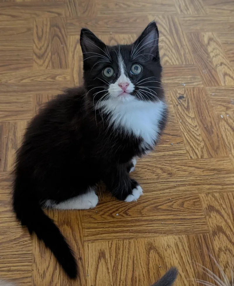 A baby medium-sized male Black & White / Tuxedo Tuxedo cat named Gatsby for adoption in Elgin, SC