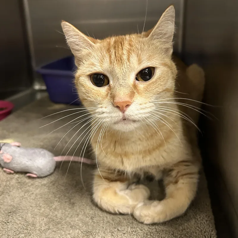 An adult medium-sized female Tabby (Orange / Red) Domestic Short Hair cat named Susan for adoption in La Grange Park, IL