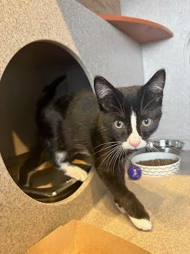 A baby medium-sized male Domestic Short Hair cat named Pringle for adoption in Washington, DC