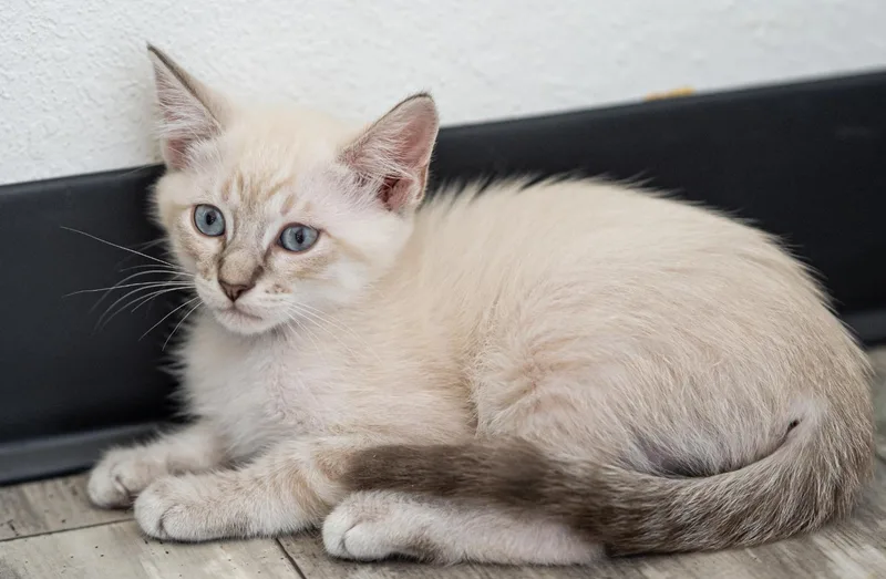 A baby medium-sized male Buff & White Siamese cat named Gunnison for adoption in LAMPASAS, TX